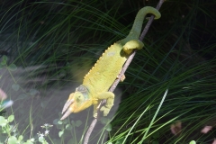 20190303-Auckland-Zoo-36