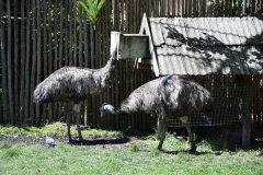 20190303-Auckland-Zoo-39
